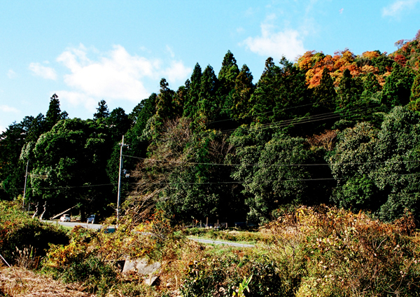 松尾神社のシリブカガシ社叢林