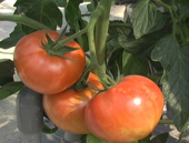 Ibogawa Tomatoes Photo