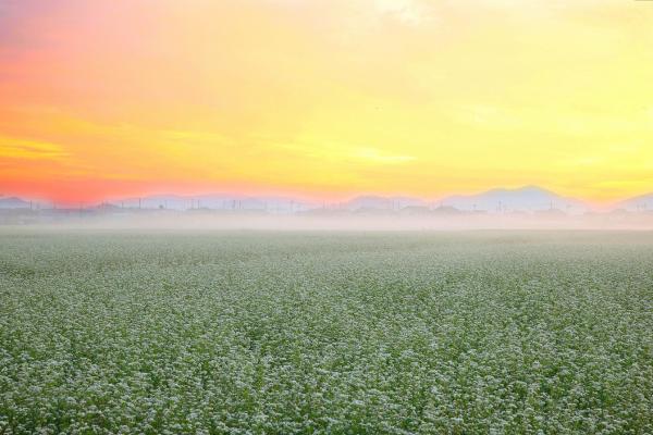 令和5年度観光写真コンテスト「朝霧のそば畑」