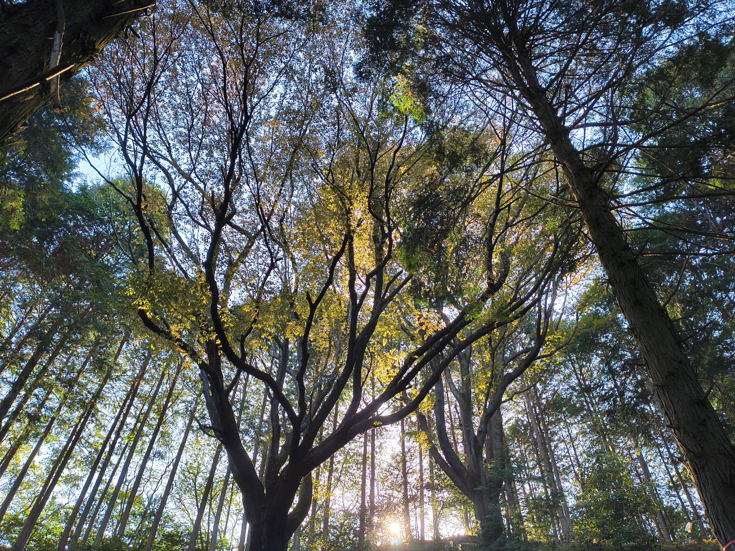 2026年4月10日現在の新宮大山桜の桜の開花状況1