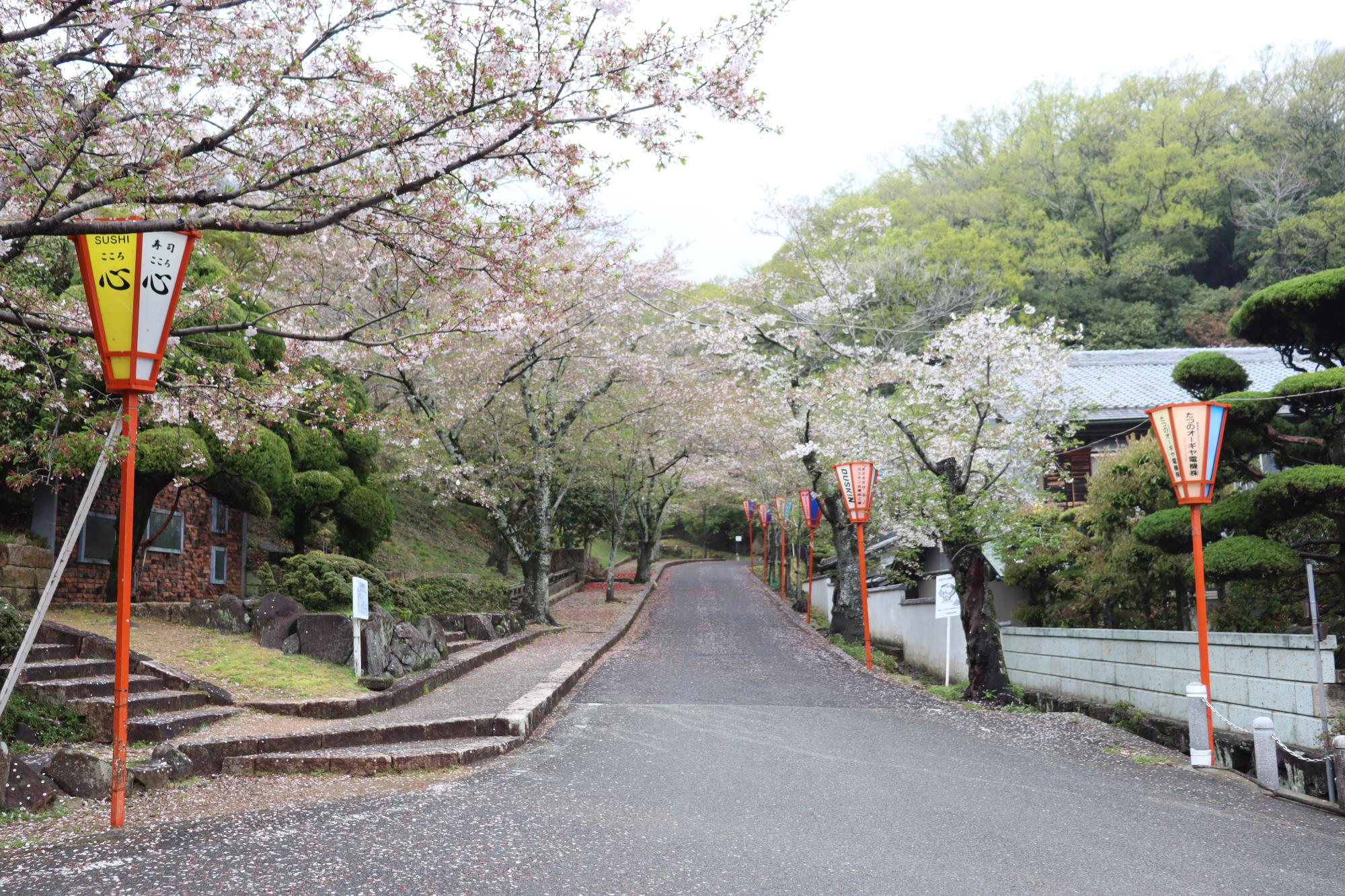 たつの市内の桜の開花情報／たつの市ホームページ