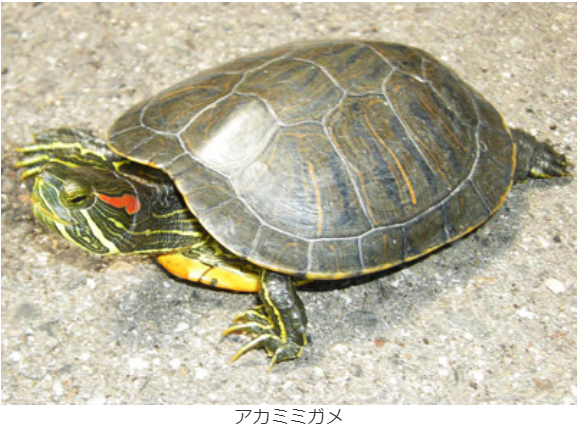 コンクリートの上にいるアカミミガメの写真