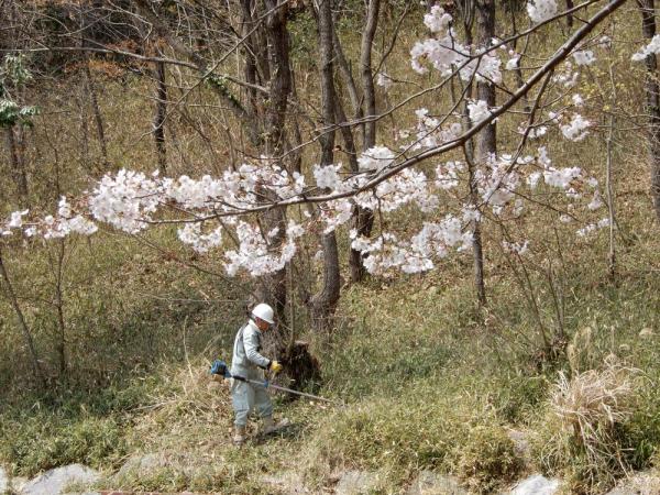 木々が白色の花を咲かせている中、作業着で斜面の草刈りをしている白いヘルメットをかぶった男性の写真