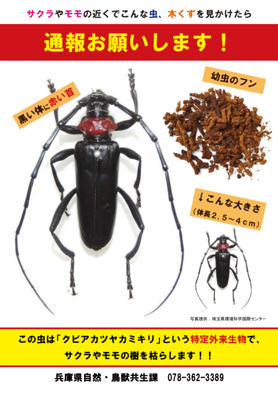 クビアカツヤカミキリ通報のチラシ表面