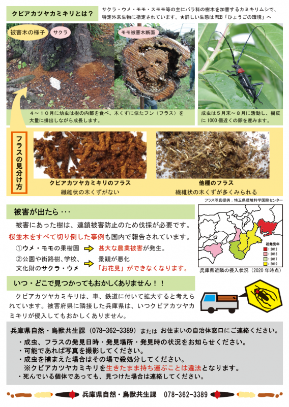 クビアカツヤカミキリ通報のチラシ裏面
