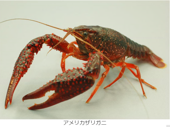 白色の背景に斜めに映っている赤色のアメリカザリガニの写真