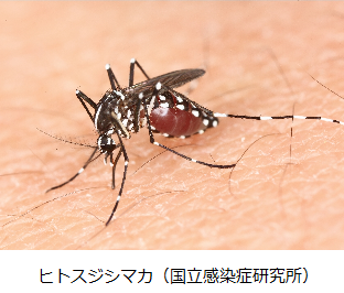 ヒトスジシマカをアップで写した写真