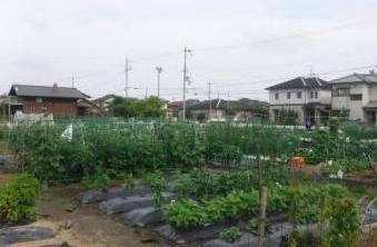 市民ふれあい農園の全体を写した写真