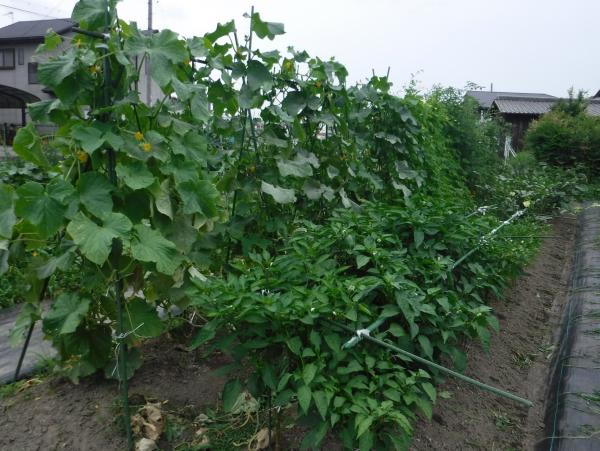 農園に植えられた植物をアップで写した写真