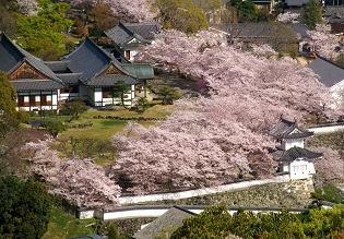 建物周辺の満開の桜が一望できる場所から撮影した写真