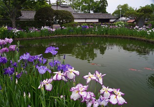 錦鯉が泳ぐ秋恵園の池と、その池のまわりにたくさん咲いた青紫の花菖蒲や白と赤紫の花菖蒲を写した作品