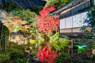 ライトアップされた黄色や赤色に色付いた木々と池の水面にその木々が反転している写真