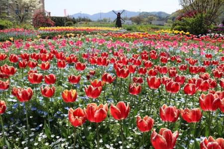 赤いチューリップや黄色い花などがたくさん咲いた花壇と、その奥に小さく見える外国風の風車を写した写真