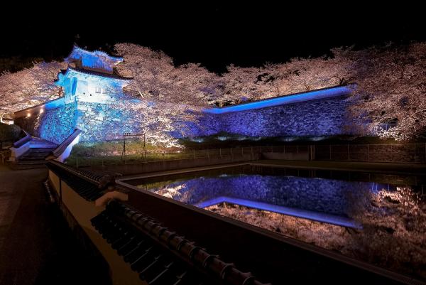 夜に青紫のような色にライトアップされた龍野城御殿そばの隅櫓、その櫓が建つ石垣の内側に咲いたたくさんの満開の桜、石垣の下の方にあるプールの水面に映る桜と石垣を写した作品