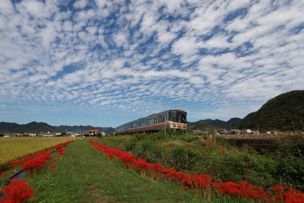 線路の上を走る列車と、その線路の近くの草地にずらりと生える赤い彼岸花、ひつじ雲のような雲が一面に広がる青空を写した写真