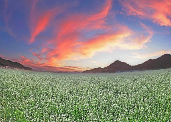 太陽の光で薄い赤に染まった雲が浮かぶ薄暗い朝の青空と、山のふもとで白い花を一面に咲かせるそば畑を写した作品