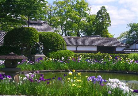 永富家住宅の秋恵園に、花菖蒲が咲いている作品