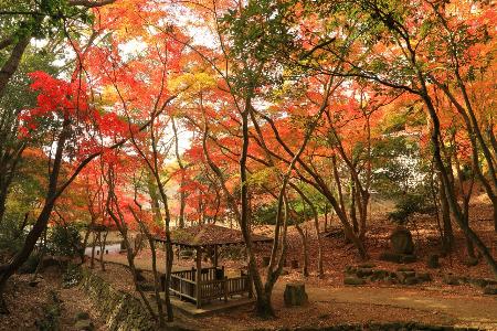 もみじ谷公園の紅葉を写した作品