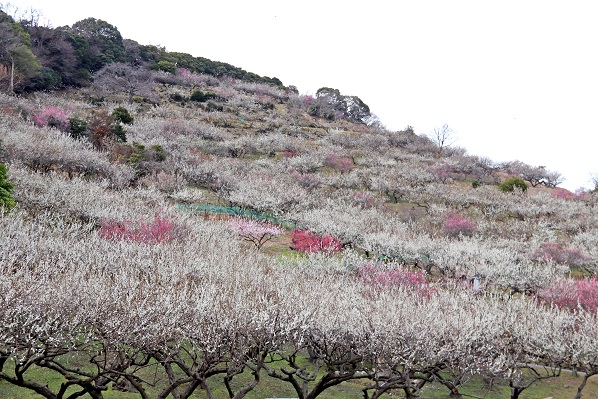 ゆるやかな綾部山丘陵の斜面一面に咲いた白や薄いピンクの梅の花の写真