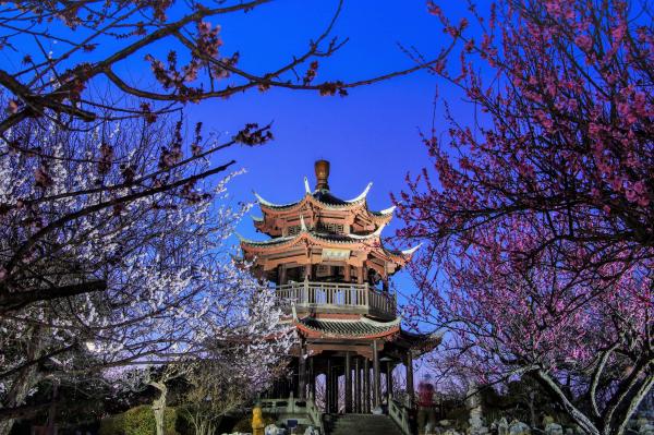 薄暗い中ライトアップされた異国情緒あふれる中国風の建物と、そのそばに生えるピンクや白の花を咲かせた梅の木々を、少し見上げるように下の方から写した作品
