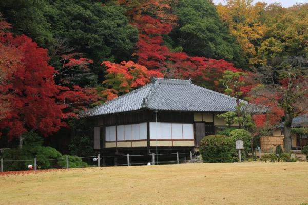 歴史を感じる聚遠亭の茶室の建物と、その建物のまわりに生える緑色の木々や紅葉した木々を写した作品