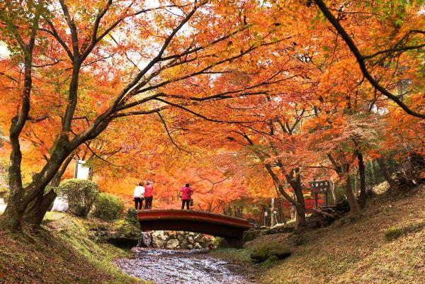 オレンジ色に紅葉した木々がいくつも生える庭園のような場所と、その木々を小高いところにかけられた小さな橋の上に立って見上げる人々を後方から写した写真