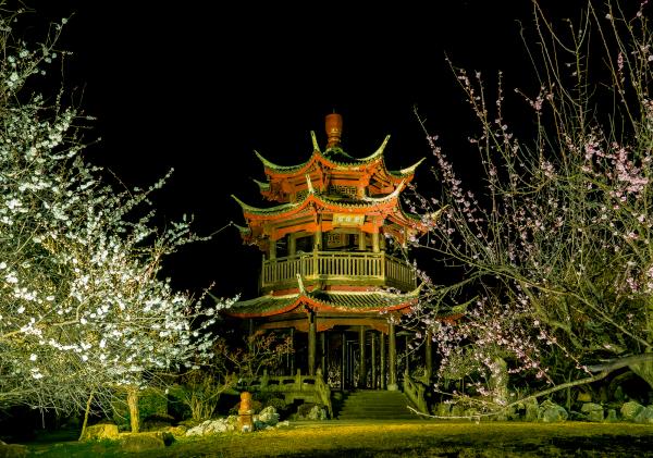 暗い夜に黄色のライトで照らされた異国情緒あふれる中国風の建物と、そのそばに生える白やピンクの花を咲かせた梅の木を写した作品