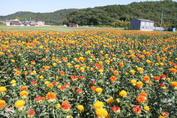 黄色や濃いオレンジの紅花がたくさん咲いたうらべ紅花畑の写真