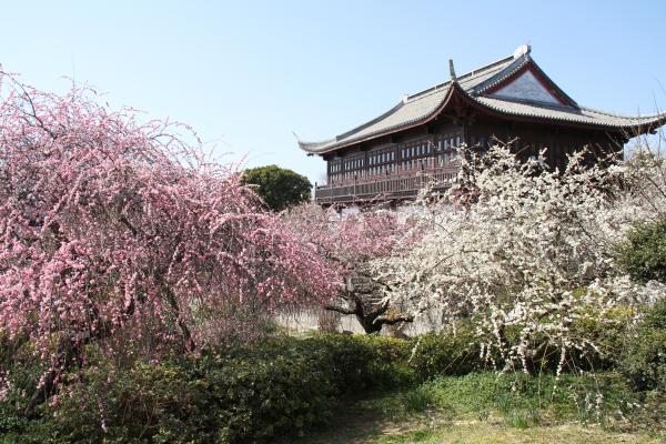 本格的な中国建築物の尋梅館と、その近くに生えるピンク色や白色の立派なしだれ梅を写した写真