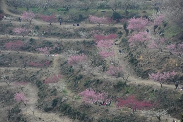 段々になった緩やかな山の斜面のような場所で、薄いピンクや赤、白の花を咲かせる梅の木々をやや上の方から写した作品