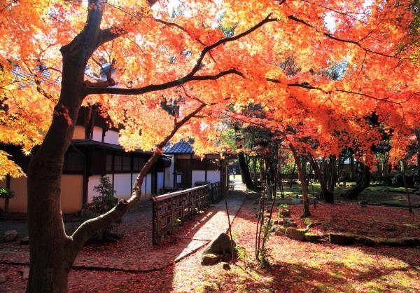 日の光に照らされてオレンジ色の葉が燃えるように見える紅葉の木と、その近くに建つ建物を写した作品