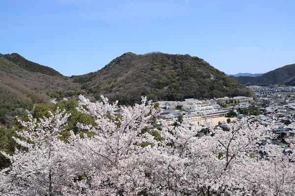 満開の桜の向こうに見える鶏籠山と、そのふもとの町並みを写した写真