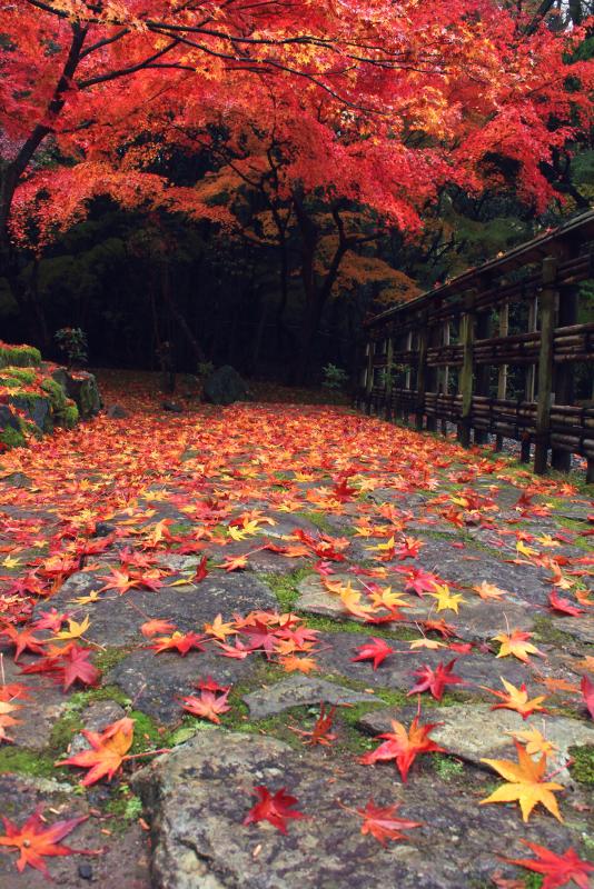 石畳の道のそばに生える紅葉したもみじの木と、その道の上にたくさん落ちて散らばった赤や黄色のもみじの葉を写した作品