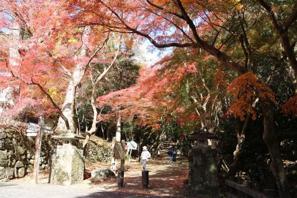 紅葉した背の高い木々がたくさん生えている紅葉谷の入り口の写真