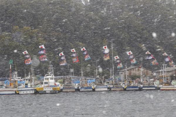 大漁旗を掲げた船が多く停泊している港に雪が降っている写真
