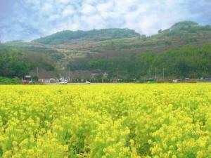たくさんの黄色の菜の花が、緑色の山のふもとの畑一面に咲いている写真