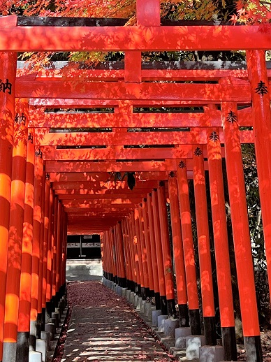 いくつもの赤い鳥居が連なった稲荷神社の参道を前から写した写真