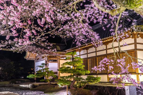 ライトアップされた桜越しに建物を撮影した写真