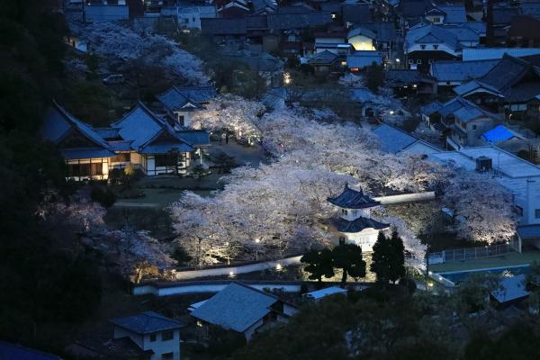 建物の周辺のライトアップされた桜を一望できる場所から撮影した写真