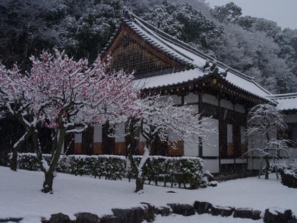 建物とその回りの赤い花が咲いている木々が雪化粧をした写真