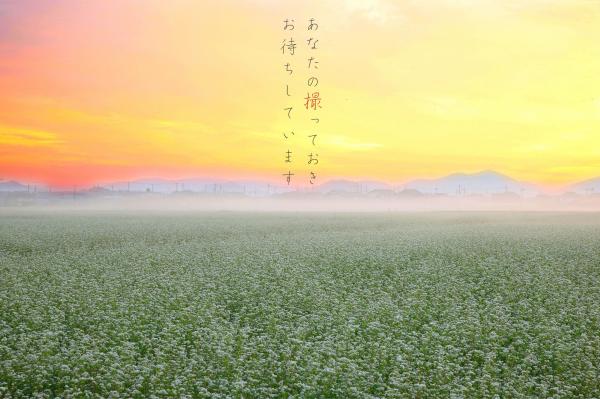 オレンジ色の綺麗な空と、白い小さな花が一面に咲いた畑と、その奥に見えるふもとが厚い霧で覆われた山の写真の上に、あなたの撮っておきお待ちしていますと縦書きに書かれた文が載った画像