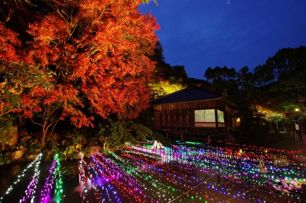 葉の色が赤に変わった木をさまざまな色でライトアップしている写真