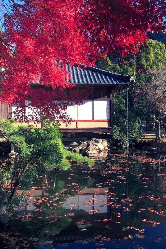 池のそばに建てられた聚遠亭の茶室、その池のまわりに生える赤や緑の木々、池の水面にいくつも浮かぶ赤い落ち葉を写した作品
