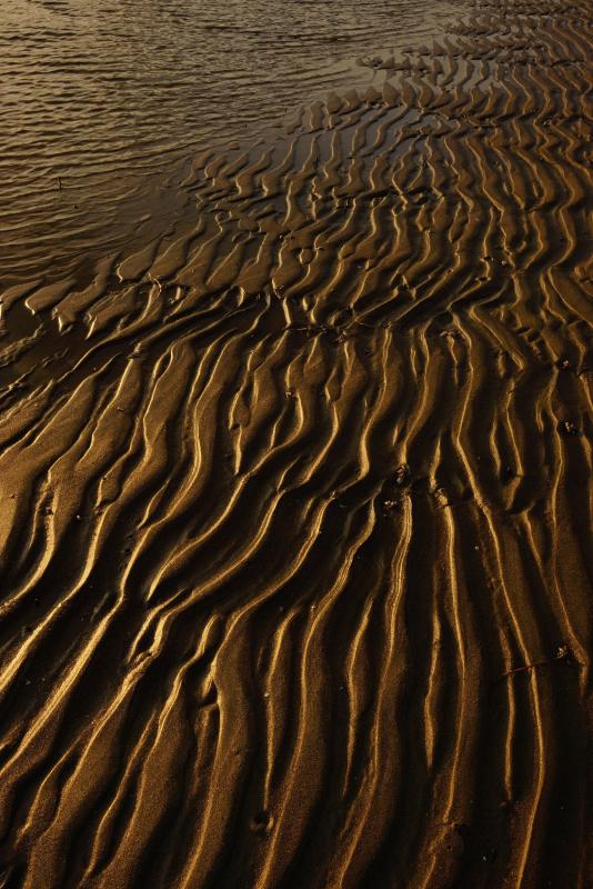 引き潮の後にさざ波のような跡が残った干潟の砂浜が、太陽の光に照らされて金色がかった黄土色に見える様子を写した作品