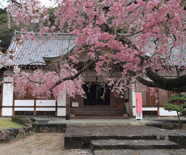 垂れた枝に可愛らしいピンク色の花をたくさん咲かせる桜の木と、その木の向こうに見えるそり曲がった玄関屋根を持つ瓦屋根の立派な建物を正面から写した写真