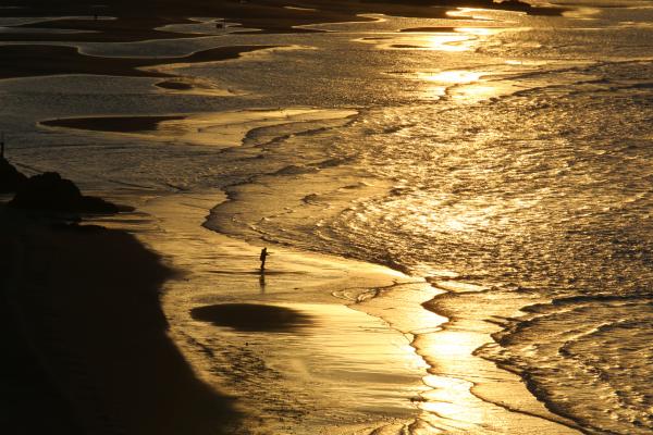 穏やかな波が打ち寄せる砂浜と、太陽の光に照らされて金色に見える海の表面を写した作品