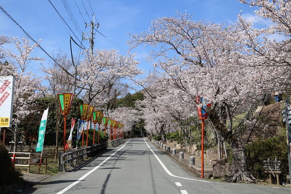 道路の両脇にたくさん生えた満開の桜の木々と、その道路沿いに等間隔に立てられたぼんぼりの写真
