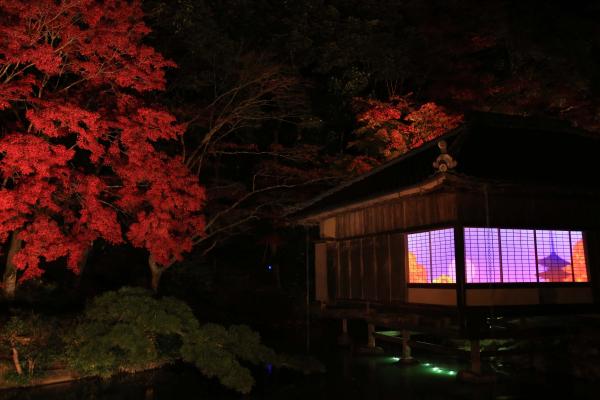 暗い夜に室内が薄い紫色の光でライトアップされた聚遠亭の茶室と、その茶室のそばに生えるライトアップされた赤い葉の木々を写した作品