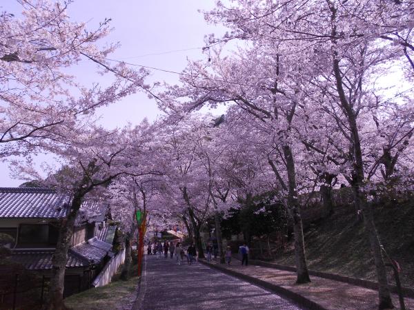 よく晴れた青空の下、満開の花の咲いた桜の木が小道の両脇でトンネルになるように生えている写真
