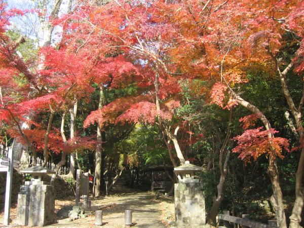 道の始めに石の灯篭のようなものが置かれた小道と赤く色づいた紅葉の木々の写真